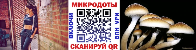 даркнет состав  Галич  Псилоцибиновые грибы Psilocybe  наркотики 